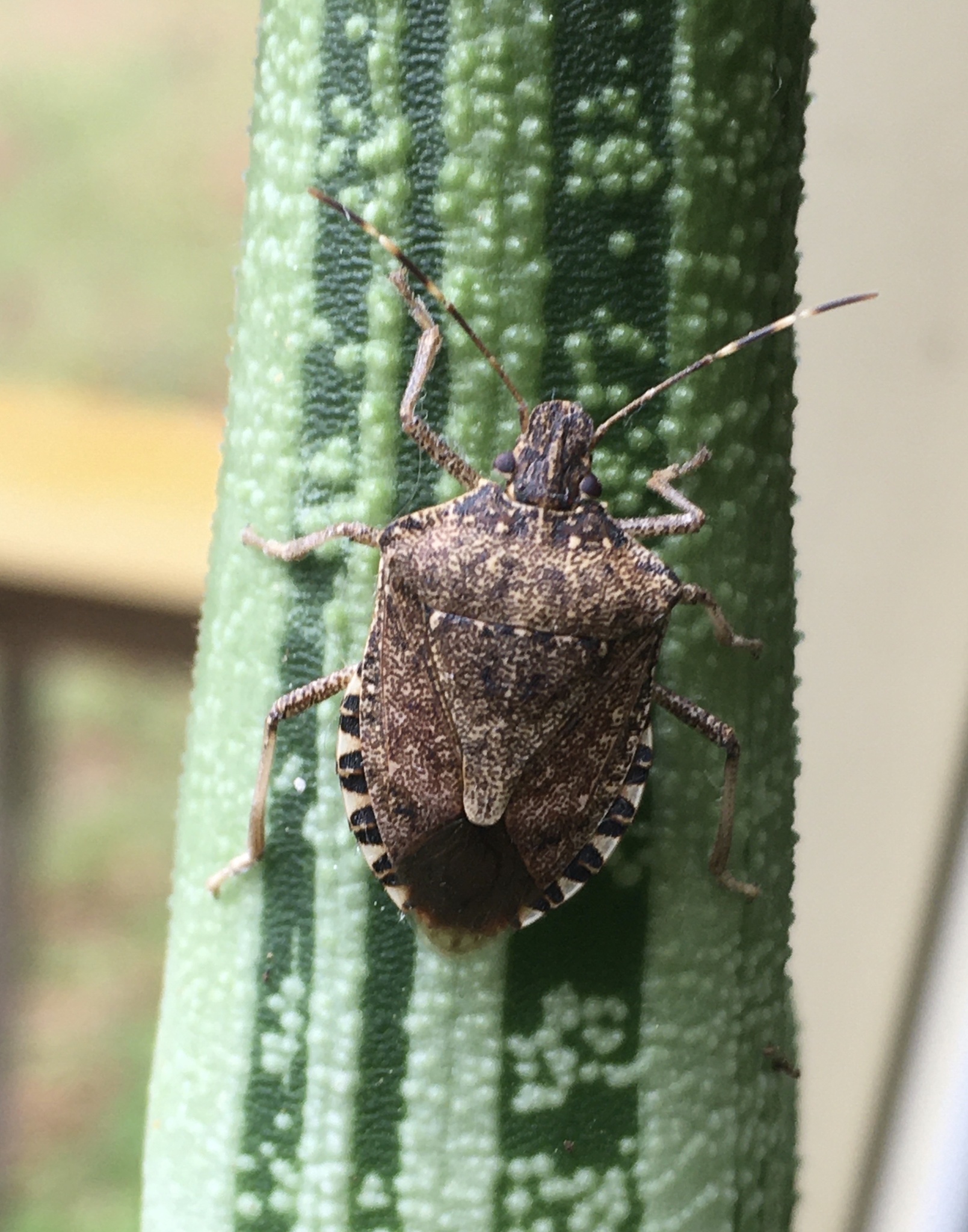 Marmorated Brown Stinkbug (Halyomorpha halys) 